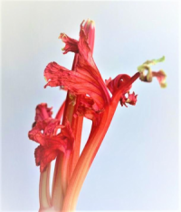 stem
